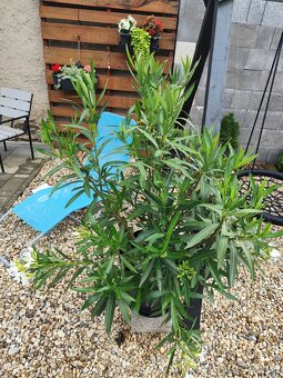Oleander - 6