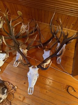 Poľovnícke trofeje - 6
