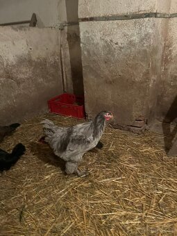 Predám kohútov - 6