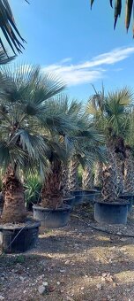 Stredomorské rastliny a palmy - 6