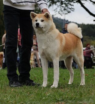 AKITA INU - 6