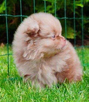 Pomeranian s PP - 6