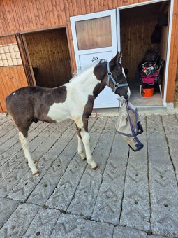 Barock pinto - 6