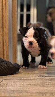 American Bully pocket - 6