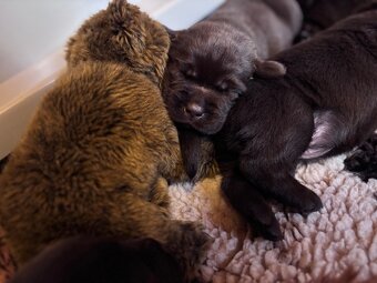 Labrador – čokoládové šteniatka s PP - 6