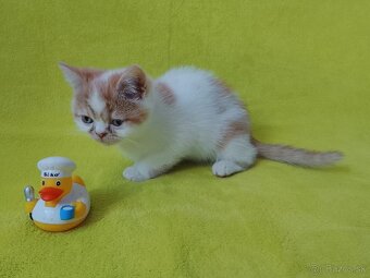 Exotické britské mačiatka - 6