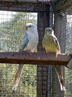 Papagáj spevavý - 6