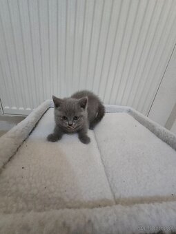 Škótske mačiatka - 6