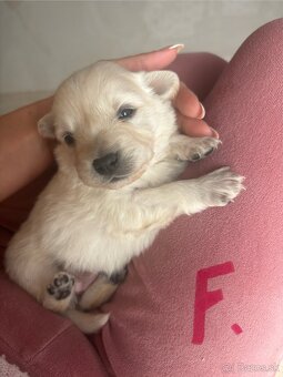 Šteniatka hľadaju domov - 6