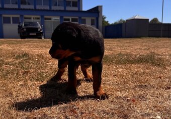 Rottweiler / Rotvajler - 6