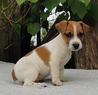 Jack Russel Terier - 6
