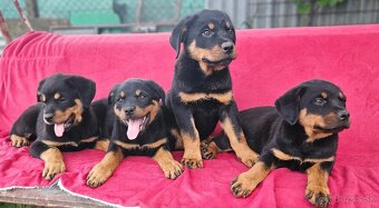 Rotvajler,rotveiler,rotvailer,rotwailer,rotweiler na predaj. - 6