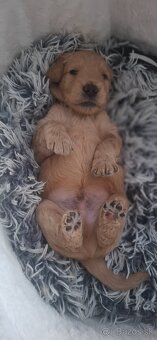 Goldendoodle po rodičoch s pp - 6