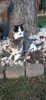 Darujem mačiatka - 6