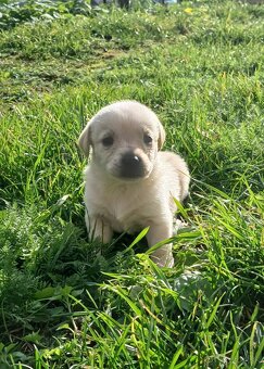 Ponúkam šteniatka. - 6