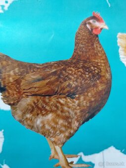 Kuričky DOMINNAT - 6