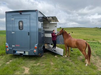 Preprava koní - K2HORSESTAXI.sk - 6