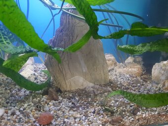 akvarijné rastliny Cryptocoryny - 6
