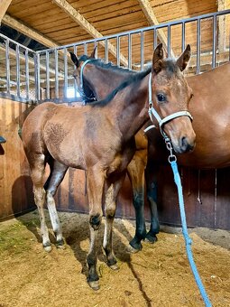 Kobylka Quarter Horse (AQH) - 6