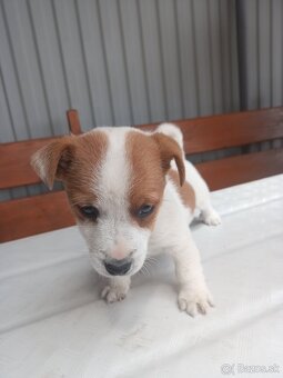 Jack Russell - 6