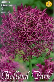 Cibuľky okrasných cesnakov - 6