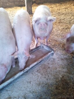 Predám tri krmniky - 6