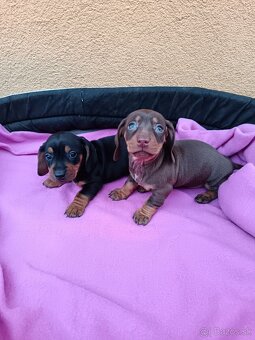 Jazvečík trpaslici - 6