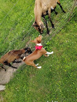 šteniatko basenji - 6
