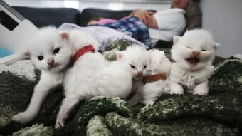 Maine coon Mainska myvalia mačka mačiatka - 6