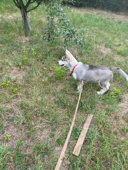 Čistokrvný husky - 6