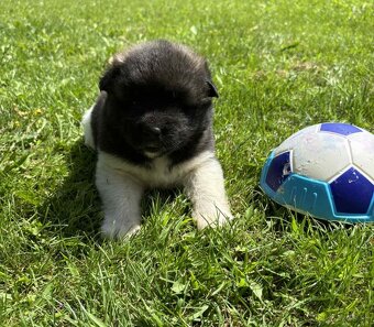 Americká Akita,Americka Akita - 6