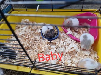 Škrečok sýrsky - 6