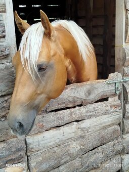 Kobyla Arabský plnokrvnik - 6