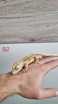 Pagekón riasnatý - 6