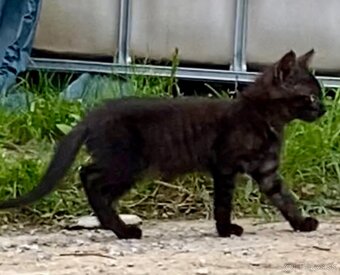 Darujeme mačiatka - 6