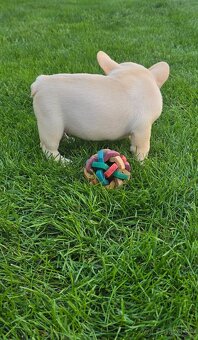 Francúzsky buldoček - 6