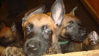 belgicky ovčiak malinois - 6