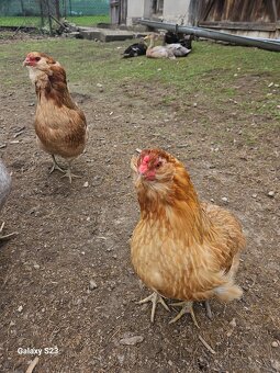 Predám nasadové vajíčka araucana - 6