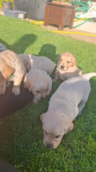 Zlaty retriever golden retriever volny posleny psik - 6