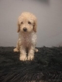 Pudel,pudlik toy/trpaslik - 6
