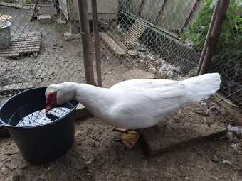 Pižmová kačica - 6