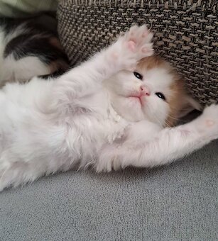 Darujem mačiatka - 6