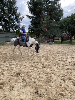 tréning koní - obsadanie - 6