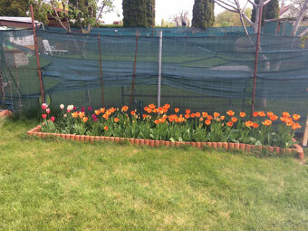 MH280- Na predaj krásna záhrada s chatkou v Komárne - 6