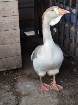 Hus cholmogorská - 6