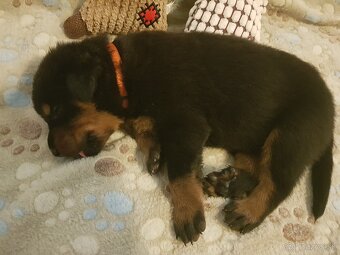 Šteniatka plemena Beauceron (Berger de Beauce) - 6