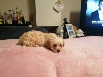 Predám šteniatka maltipoo. - 6