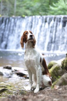 Írsky červenobiely seter - exkluzívne šteniatko - 6