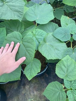 Paulownia Tomentosa rýchlorastúci strom - 6