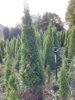 Tuje Smaragd rozvoz 1.-15. Novembra východne Slovensko - 6